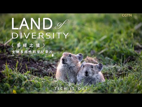 Land of Diversity: Plateau pikas survive harsh Tibetan winter with unexpected strategies