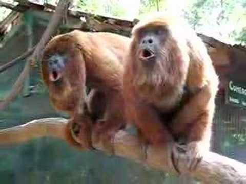 Howler monkeys announcing themselves