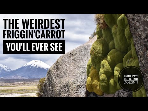 The Weirdest Friggin&#039; Carrot You&#039;ll Ever See