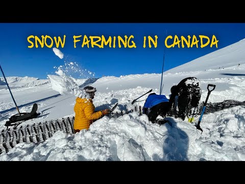 They’re Snow Farming in Canada: Banff Sunshine Village’s Alternative to Snowmaking