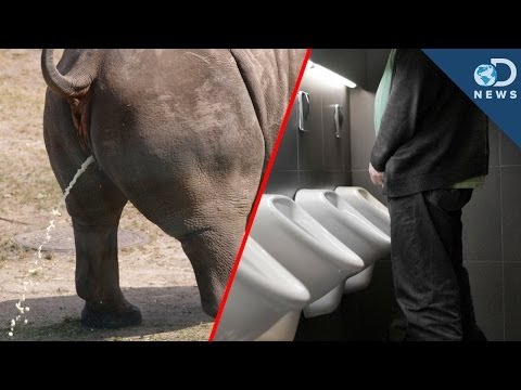 Why All Mammals Pee For The Same Amount Of Time