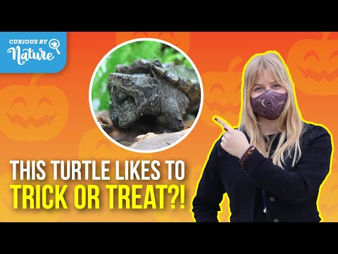 Animals in Disguise! Alligator Snapping Turtles &amp; More