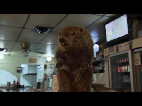 10 Weather Forecasting Rodents Not Named Punxsutawney Phil - 96