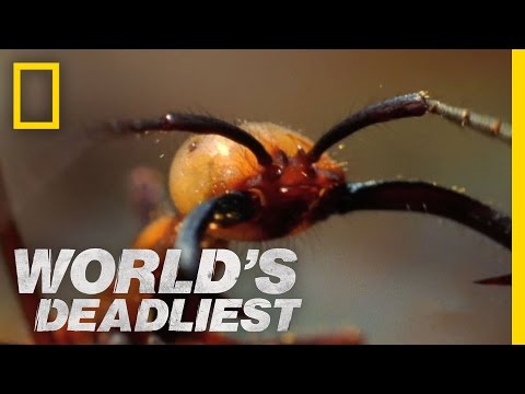 Army Ants Eat Everything | World&#039;s Deadliest