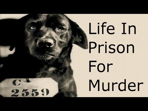 The Dog Who Got Sentenced To Life In Prison For Murder | Pep the Black Labrador