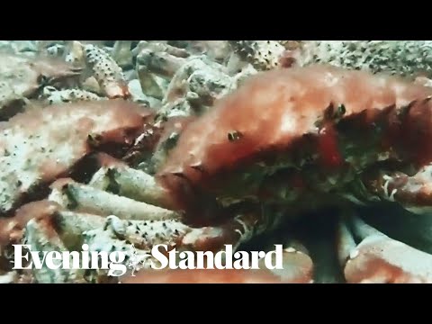 Thousands of spider crabs gather in spectacular phenomenon on Cornish coast