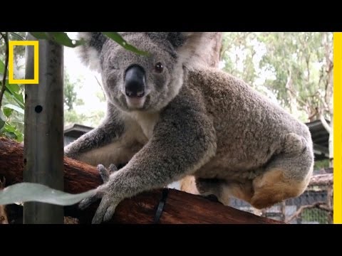 Koala Chlamydia Is a Big Problem in Australia | National Geographic