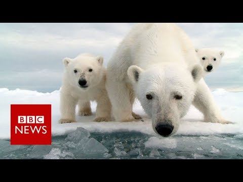 Invasion of the polar bears - BBC News