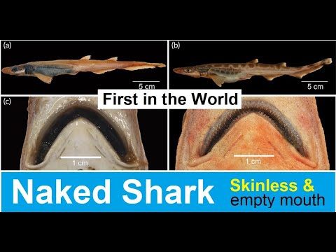 Naked Shark | Skinless and teeth less Shark | &#039;Naked&#039; shark was born without skin or teeth