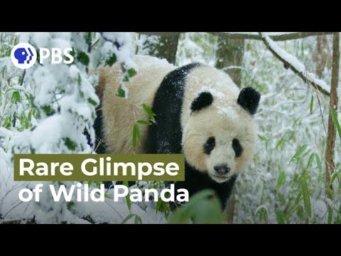 Rare Glimpse of Wild Panda In Heat