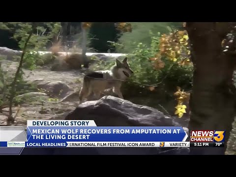 Mexican wolf recovers from amputation at Living Desert zoo