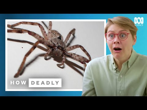 Huntsman spiders make Aussies scream but are they deadly? | REACTION