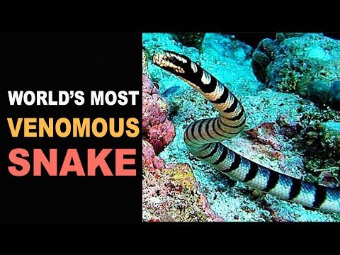 World&#039;s Most Venomous Snake | Belcher’s Sea Snake |