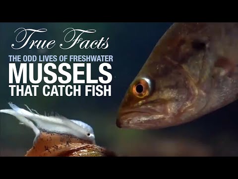 True Facts: Mussels That Catch Fish
