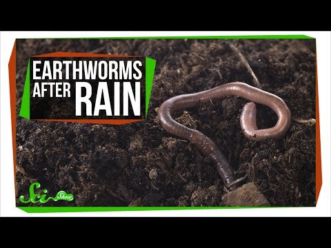 Why Do Earthworms Come Out After It Rains?