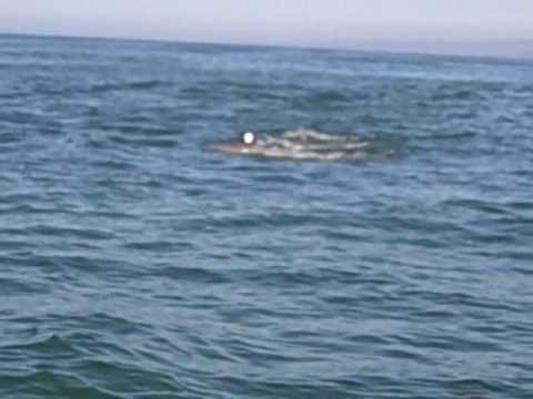 Bottlenose Dolphins Killing Harbor Porpoises in California