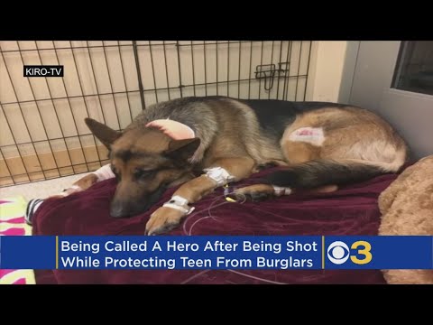Hero Dog Shot By Burglars While Protecting Teen, Reports Say