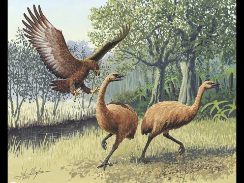 The Moa - Giant Birds of Old New Zealand