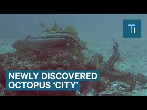 Scientists Discovered A Never-Before-Seen Octopus &#039;City&#039; — And They Named It &#039;Octlantis&#039;