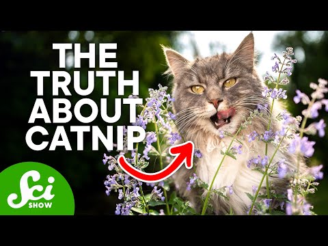 What Actually Happens to Your Cat on Catnip