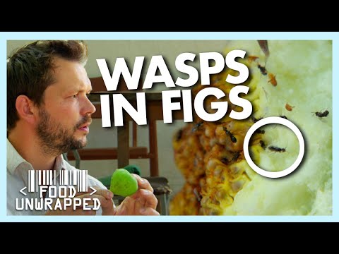 Are There Dead Wasps Inside our Figs? | Food Unwrapped