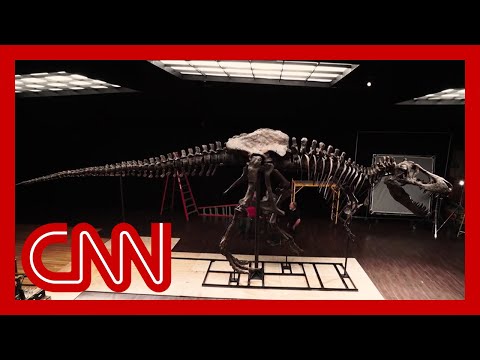 &#039;Stan&#039; the dinosaur has a new home in Abu Dhabi