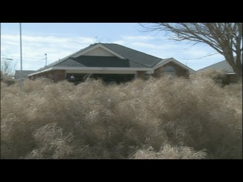 Tumbleweeds bury Roswell homes