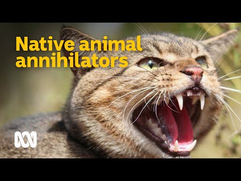 Feral cats - Australia&#039;s native animal annihilators 😼🦜 | Meet the Ferals Ep 2 | ABC Australia