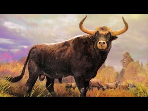 The De-Extinction of the Aurochs