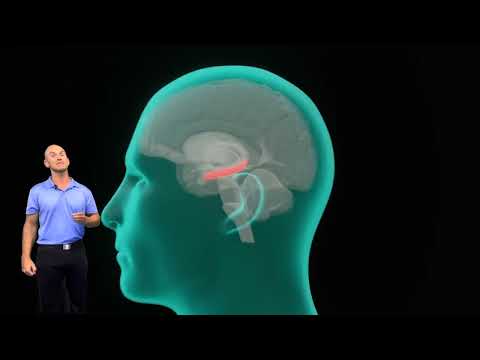 Neurogenesis Explained