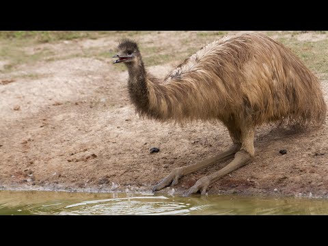 Emu: Exploring the Fascinating World of Australia&#039;s iconic Bird