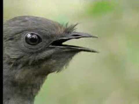 Amazing! Bird Sounds From The Lyre Bird - David Attenborough - BBC Wildlife