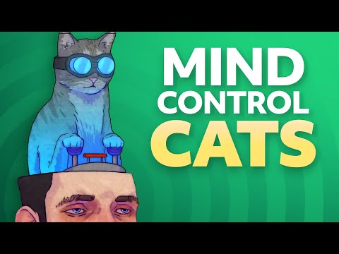 How cats manipulate your brain with parasites