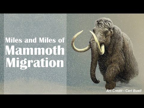 Miles and Miles of Mammoth Migration