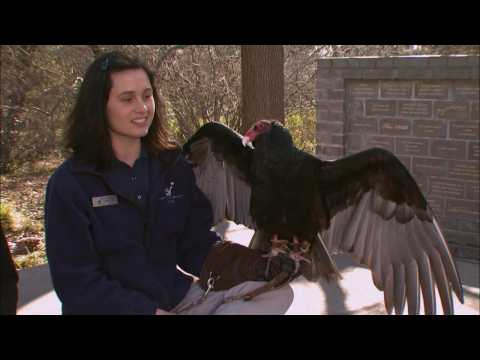 Cool Critters: Turkey Vultures - KQED QUEST
