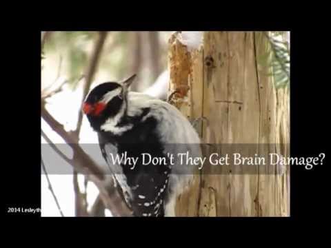 Woodpeckers Pt.1 - Why They Don&#039;t Get Brain Damage