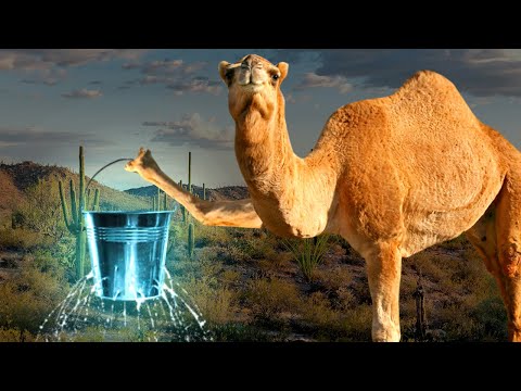 How Camels Can Go Weeks Without Water