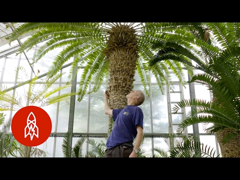 This is the World&#039;s Loneliest Tree