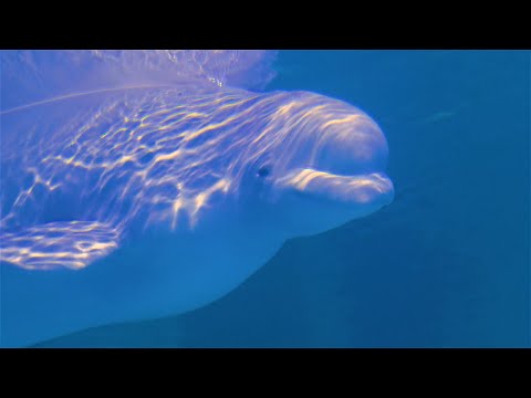 5 Fascinating Facts About Beluga Whales You Need to Know!