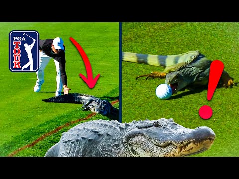 Gators. Snakes. Dragons?! Best reptile encounters on PGA TOUR