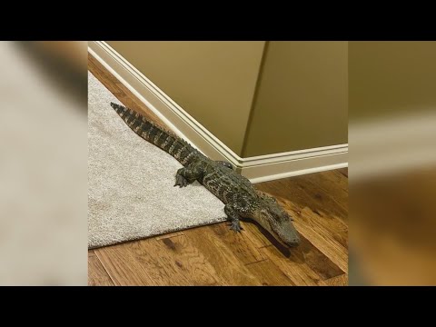 Alligator breaks into Louisiana home