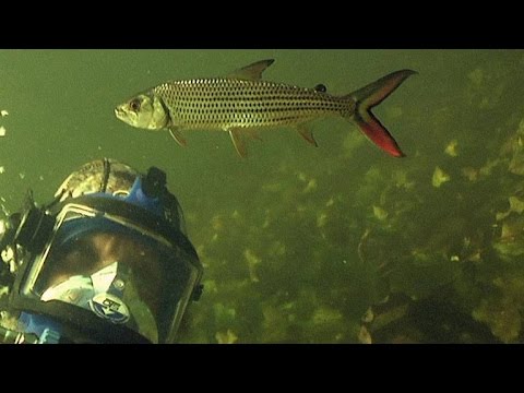 Diving with the Deadly Tigerfish