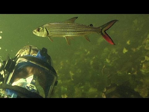 Top 10 Fish That Hunt Land Animals - 39