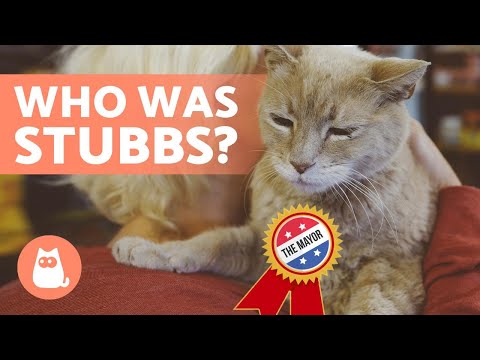 The CAT That Became a MAYOR in ALASKA 🐱🏛️ (Stubbs)