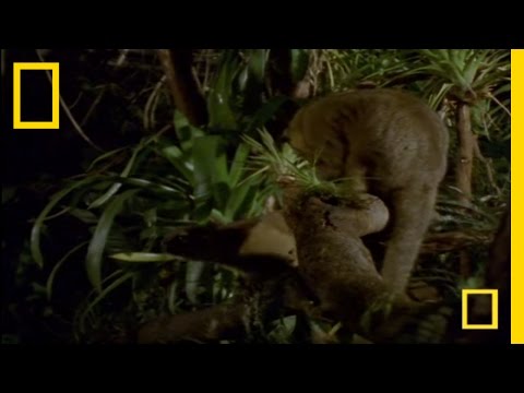 What In the World Is a Kinkajou? | National Geographic