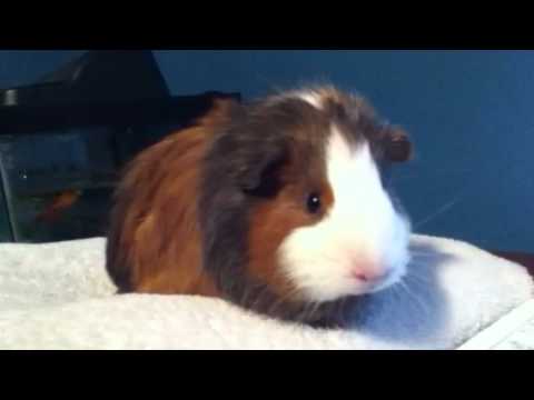 Guinea pig NOISES!