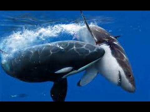 Orcas Attack Great White Shark - Neptune Islands, South Australia.