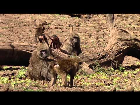 Animals Like Us : Animal Play - Wildlife Documentary