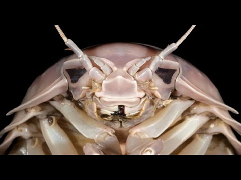Meet the Darth Vader Sea Bug!
