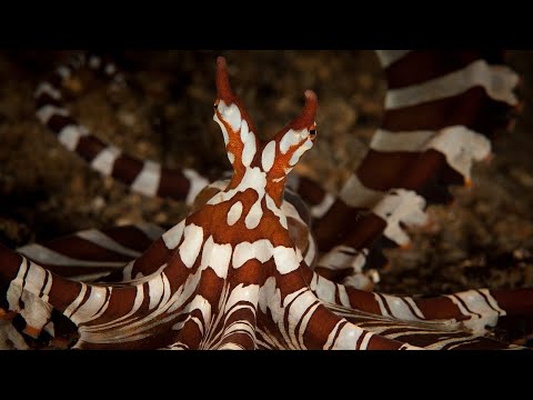 Facts: The Wunderpus Octopus (Wunderpus photogenicus)